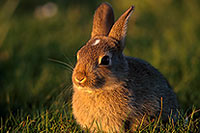 Lapin de garenne - Rabbit - 16587