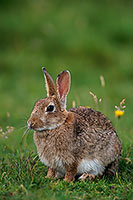 Lapin de garenne - Rabbit - 16588