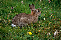 Lapin de garenne - Rabbit - 16592