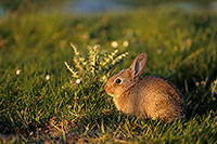 Lapin de garenne - Rabbit - 16594