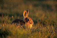Lapin de garenne - Rabbit - 16599