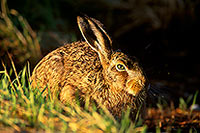 Lièvre - Brown Hare - 16605