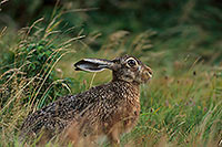 Lièvre - Brown Hare  - 16619
