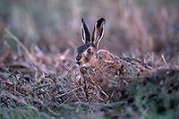 Lièvre - Brown Hare  - 16626