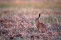 Lièvre - Brown Hare  - 16635