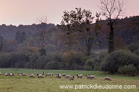 Troupeau de moutons, Meuse, France - FME105