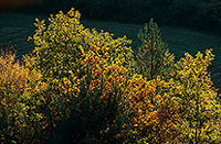 Arbres en automne, Lorraine, France - 17101