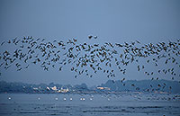 Oiseaux (bernaches cravant) dans le Golfe du Morbihan, France - 17232