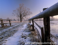 Arbre, vallee de Meuse en hiver, Lorraine, France - FME136