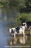 Vaches buvant dans la Meuse, Meuse (55), France - FME202