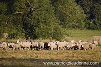 Moutons dans vallee de Meuse (55), France - FME211