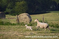 Moutons dans vallee de Meuse (55), France - FME218
