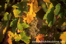 Riesling grapes, Alsace, France - FR-ALS-0438
