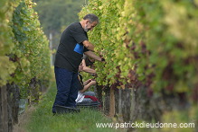 Vendange en Alsace (Grapes Harvest), Alsace, France - FR-ALS-0540