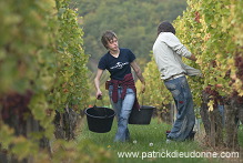 Vendange en Alsace (Grapes Harvest), Alsace, France - FR-ALS-0541