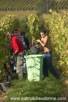 Vendange en Alsace (Grapes Harvest), Alsace, France - FR-ALS-0545