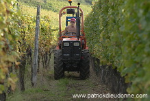 Vendange en Alsace (Grapes Harvest), Alsace, France - FR-ALS-0555