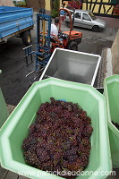 Vendange en Alsace (Grapes Harvest), Alsace, France - FR-ALS-0569