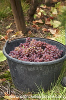 Vendange en Alsace (Grapes Harvest), Alsace, France - FR-ALS-0588