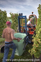 Vendange en Alsace (Grapes Harvest), Alsace, France - FR-ALS-0590
