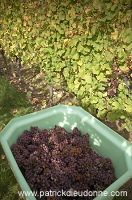 Vendange en Alsace (Grapes Harvest), Alsace, France - FR-ALS-0597