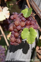 Vendange, raisin mur (Grapes with noble rot), Alsace, France - FR-ALS-0603