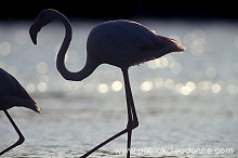 Greater Flamingo (Phoenicopterus ruber) - Flamant rose - 20328