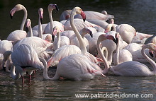 Greater Flamingo (Phoenicopterus ruber) - Flamant rose - 20331