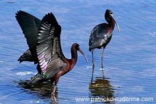 Glossy ibis (Plegadis falcinellus) - Ibis falcinelle - 20342