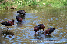 Glossy ibis (Plegadis falcinellus) - Ibis falcinelle - 20346