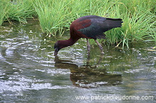 Glossy ibis (Plegadis falcinellus) - Ibis falcinelle - 20347