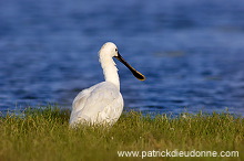Spoonbill (Platalea leucorodia) - Spatule blanche - 20443