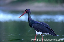 Black Stork (Ciconia nigra) - Cigogne noire - 20371