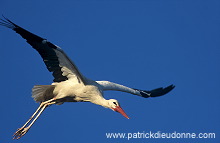 White Stork (Ciconia ciconia) - Cigogne blanche - 20383
