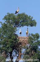White Stork (Ciconia ciconia) - Cigogne blanche - 20391 White Stork (Ciconia ciconia) - Cigogne blanche - 20391