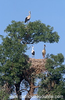 White Stork (Ciconia ciconia) - Cigogne blanche - 20391