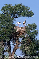 White Stork (Ciconia ciconia) - Cigogne blanche - 20393