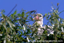White Stork (Ciconia ciconia) - Cigogne blanche - 20395