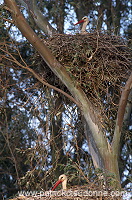 White Stork (Ciconia ciconia) - Cigogne blanche - 20403