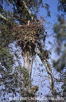 White Stork (Ciconia ciconia) - Cigogne blanche - 20407