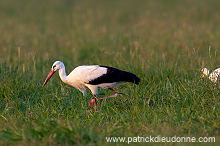 White Stork (Ciconia ciconia) - Cigogne blanche - 20446