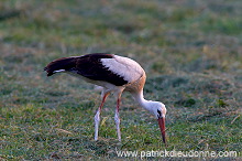 White Stork (Ciconia ciconia) - Cigogne blanche - 20448