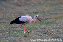 White Stork (Ciconia ciconia) - Cigogne blanche - 20449