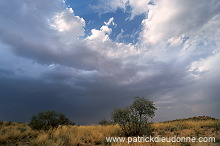 Kalahari-Gemsbok Park, South Africa - Afrique du Sud - 21152