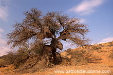 Kalahari-Gemsbok Park, South Africa - Afrique du Sud - 21156