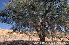 Kalahari-Gemsbok Park, South Africa - Afrique du Sud - 21157