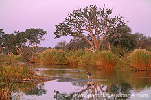 Kruger National Park, South Africa - Afrique du Sud - 21164