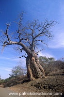 Baobabs in Kruger NP, South Africa - Afrique du Sud - 21176