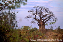 Baobabs in Kruger NP, South Africa - Afrique du Sud - 21180