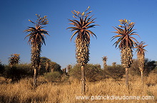 Aloes, South Africa - Afrique du Sud - 21186
